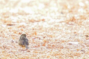 アオジ くろんど園地 2022年1月8日(土)