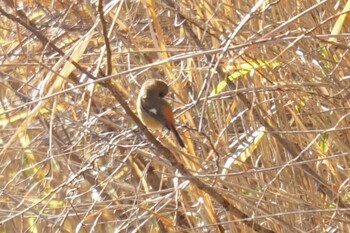 ジョウビタキ くろんど園地 2022年1月8日(土)