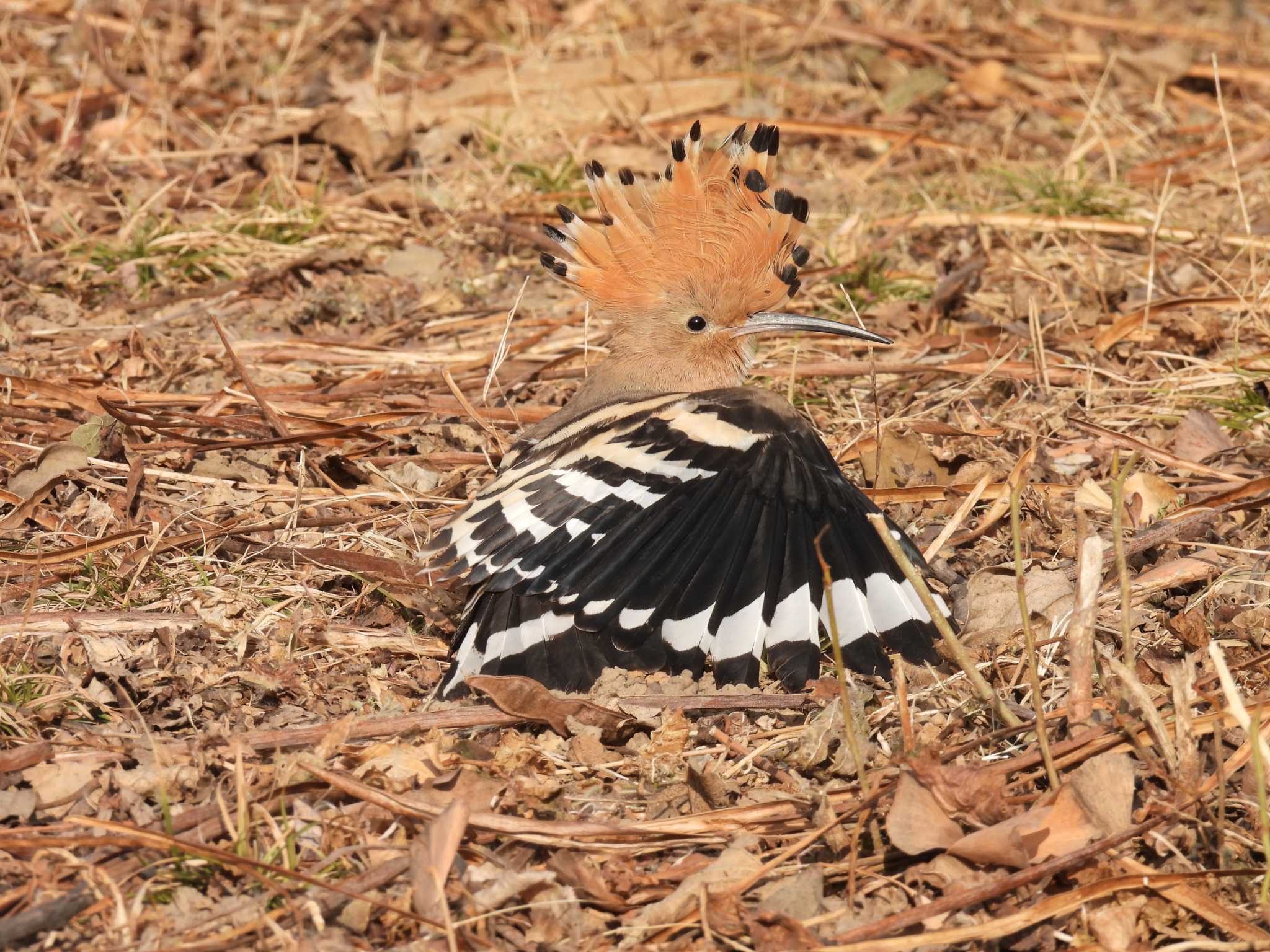 Eurasian Hoopoe