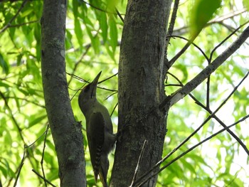 Grey-headed Woodpecker 緑東大橋左岸 Sun, 7/9/2017