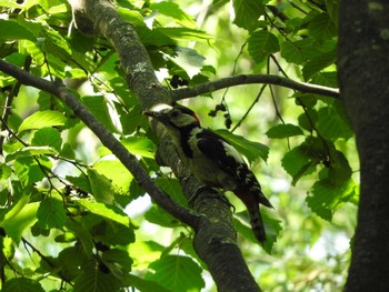 Great Spotted Woodpecker(japonicus) 旭永橋左岸 Sun, 7/9/2017