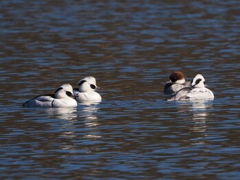 Smew 武田の杜 Sat, 1/8/2022