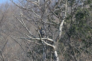 オオワシ 山本山(滋賀県) 2022年1月8日(土)