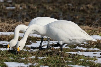 コハクチョウ 湖北湖岸 2022年1月8日(土)