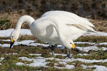 Tundra Swan 湖北湖岸 Sat, 1/8/2022