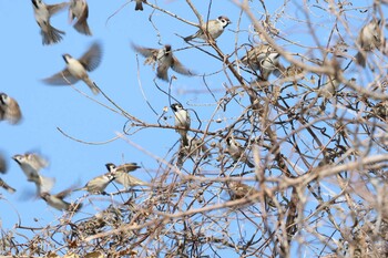 Eurasian Tree Sparrow 湖北湖岸 Sat, 1/8/2022