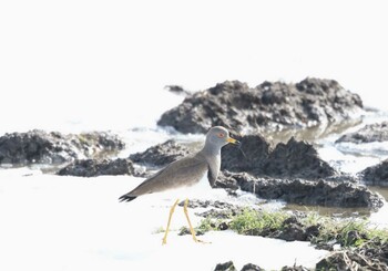 Grey-headed Lapwing 湖北湖岸 Sat, 1/8/2022