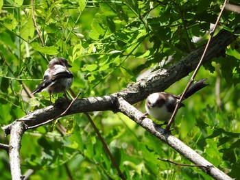 Long-tailed tit(japonicus) 男山自然公園 Sun, 7/9/2017