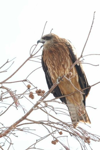 Black Kite 湖北湖岸 Sat, 1/8/2022