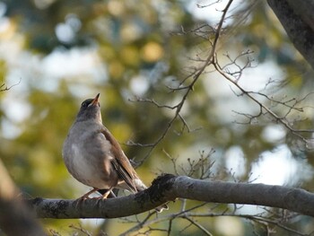 2022年1月8日(土) 京都御所の野鳥観察記録