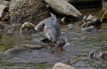 Striated Heron Unknown Spots Tue, 7/11/2017