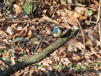 2022年1月8日(土) 北本自然観察公園の野鳥観察記録