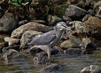 Striated Heron