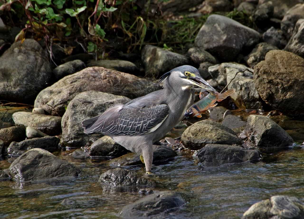 Photo of Striated Heron at 入間川 by くまのみ