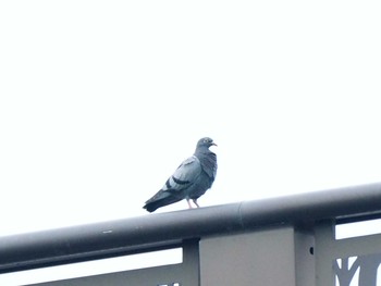 Rock Dove 千波公園 Sat, 7/1/2017