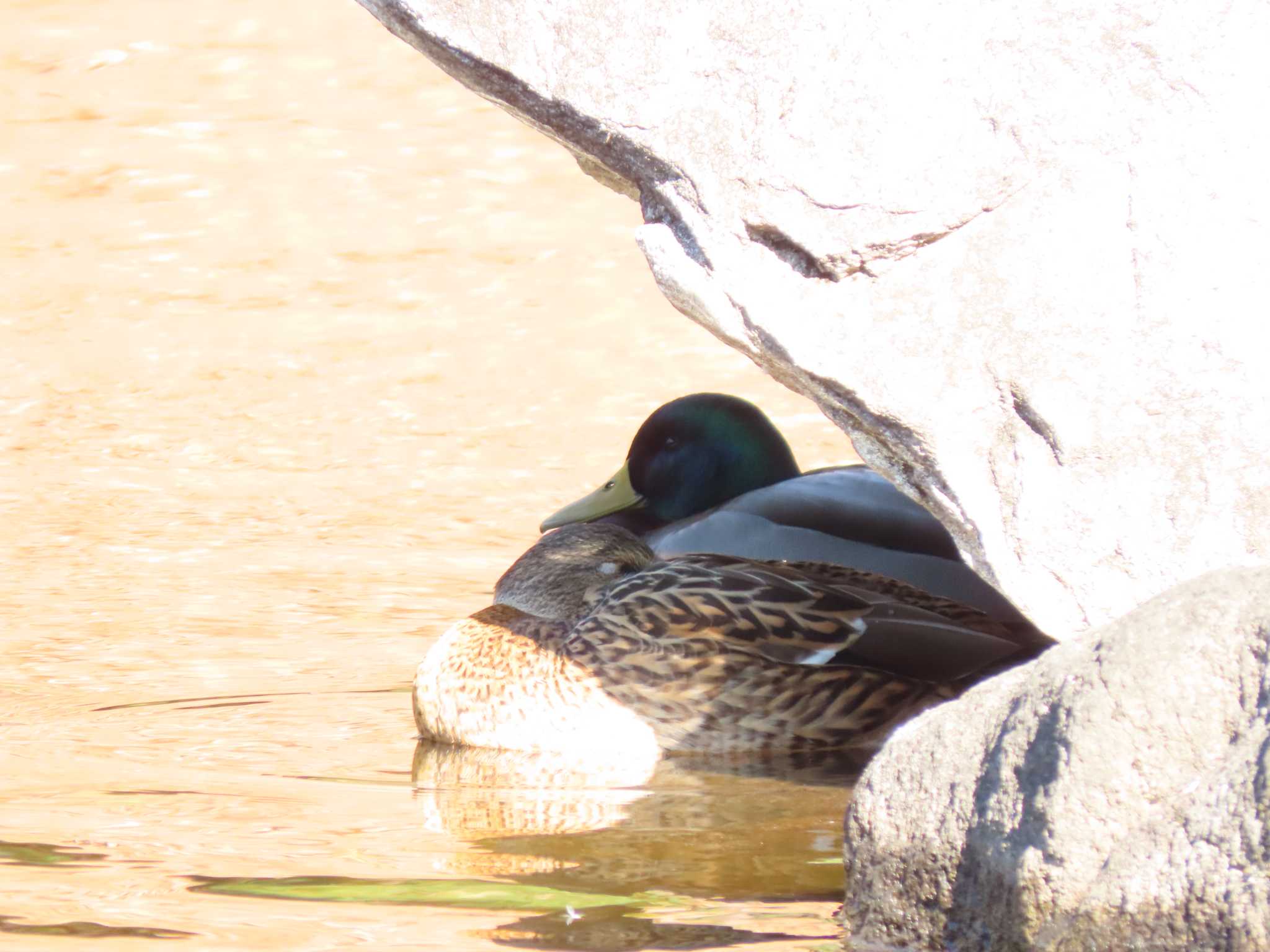 猿江恩賜公園 マガモの写真 by のぐち