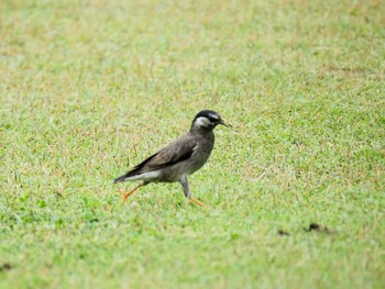 ムクドリ 千波公園 2017年7月1日(土)