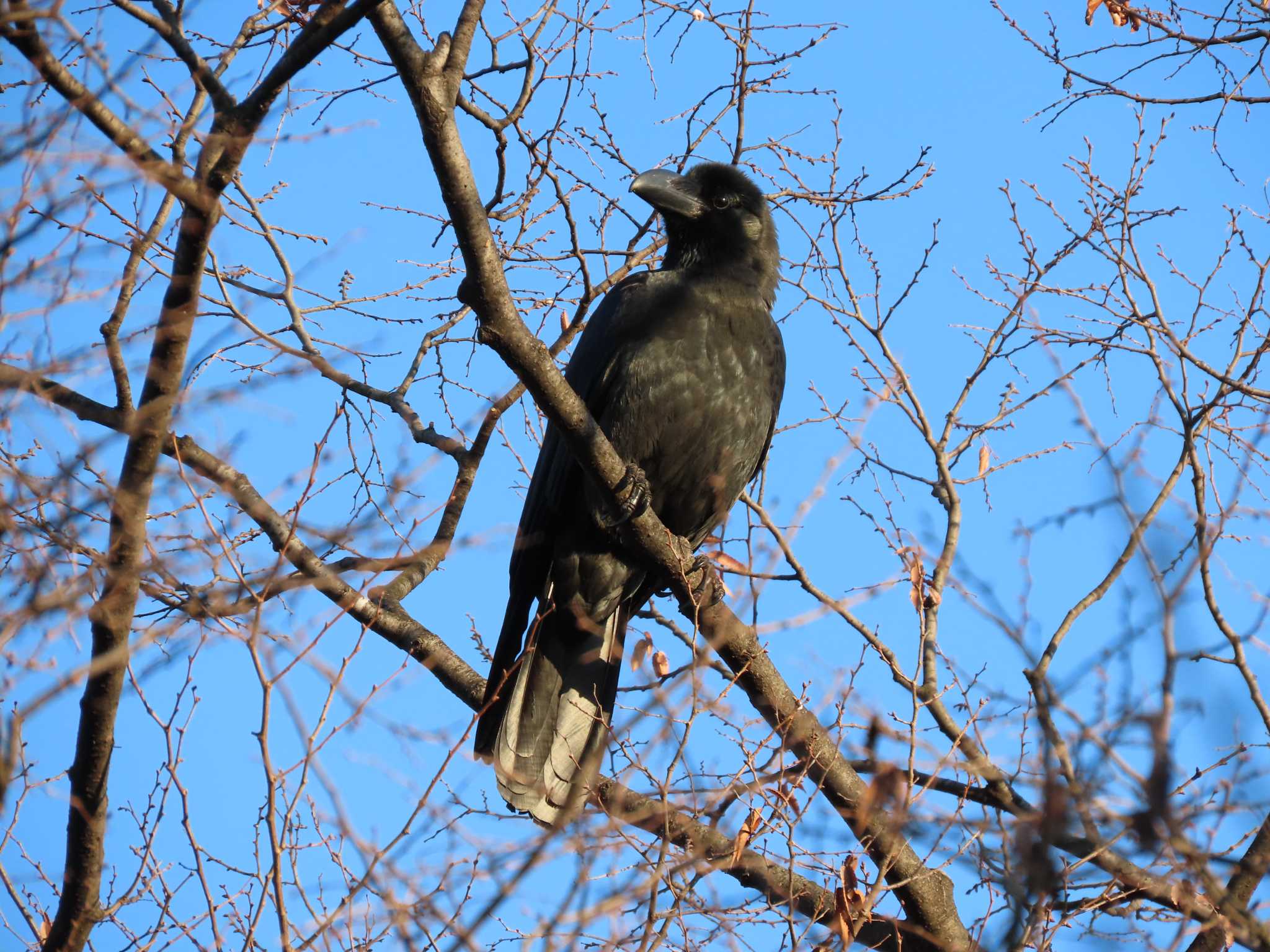 猿江恩賜公園 ハシブトガラスの写真 by のぐち