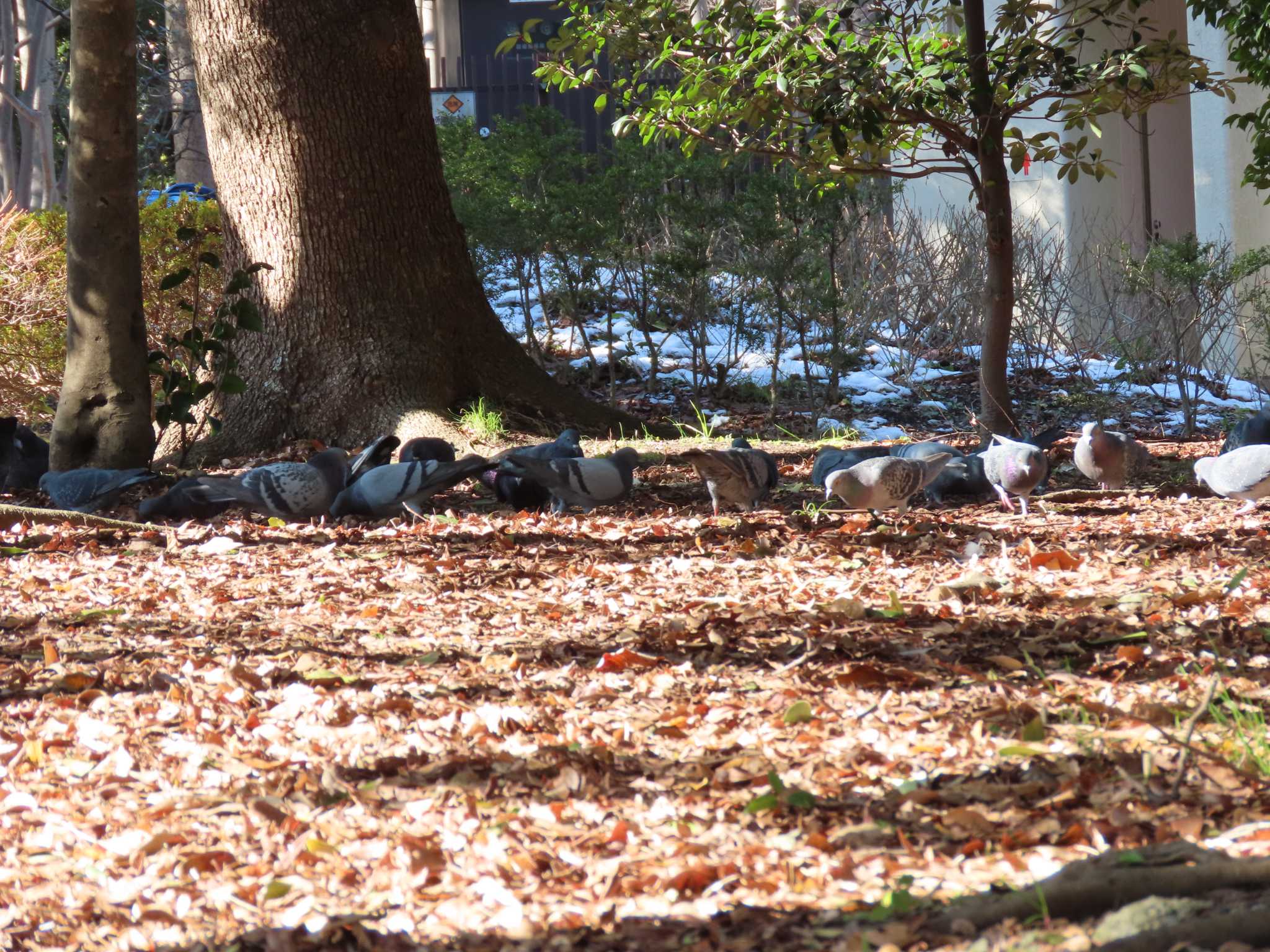 猿江恩賜公園 カワラバトの写真 by のぐち