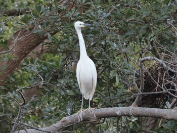 Sat, 1/8/2022 Birding report at 横十間川親水公園(東京都江東区)