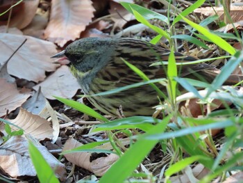 2022年1月8日(土) 猿江恩賜公園の野鳥観察記録