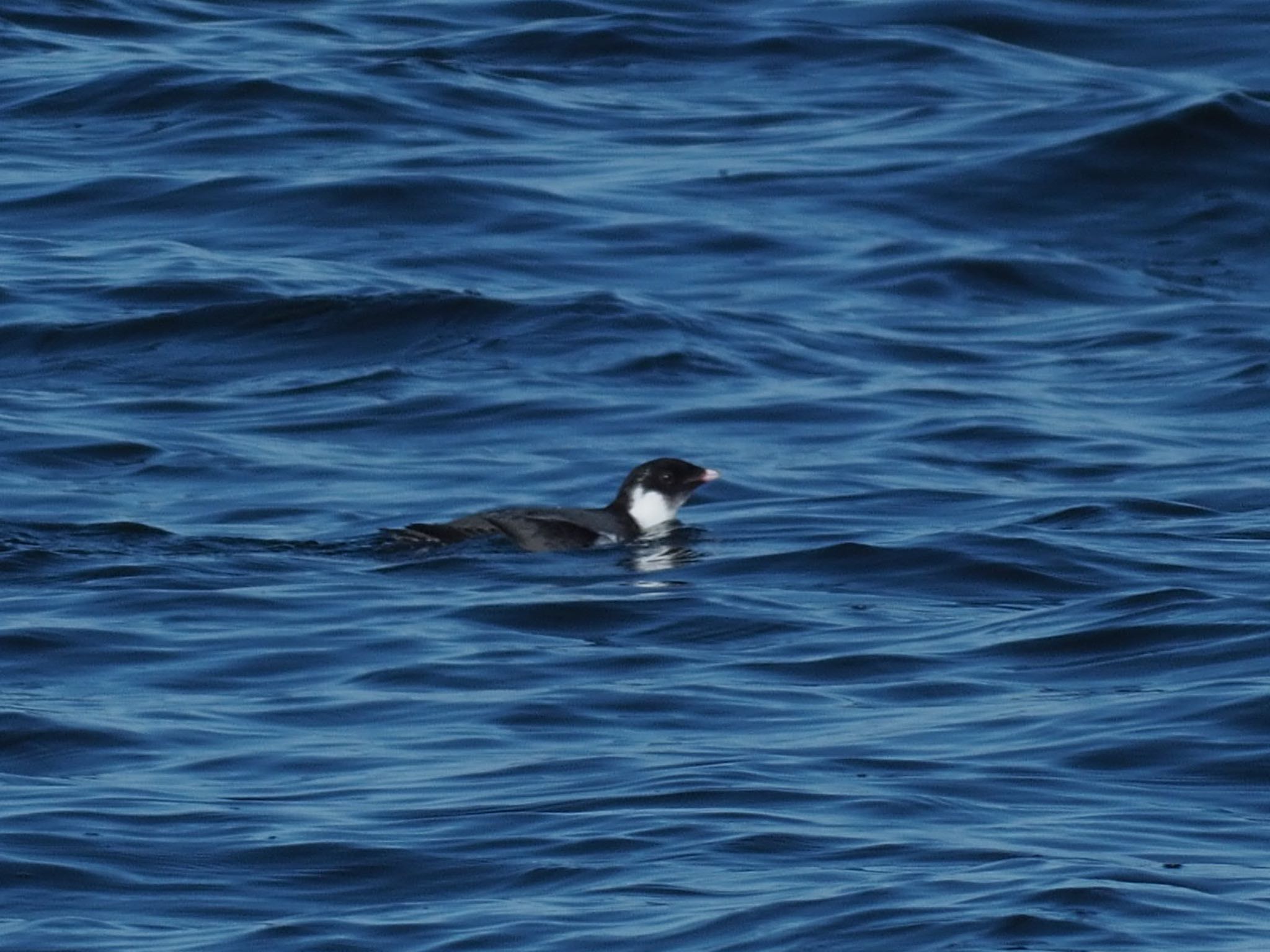 Photo of Ancient Murrelet at 落石ネイチャークルーズ by ハイウェーブ