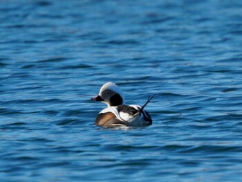 Long-tailed Duck 落石ネイチャークルーズ Sat, 1/8/2022