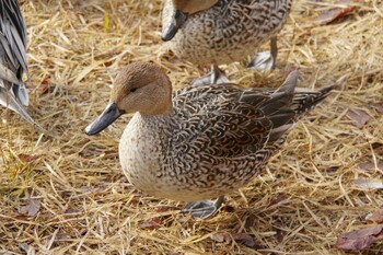 オナガガモ 仙台市・水の森公園 2021年12月21日(火)