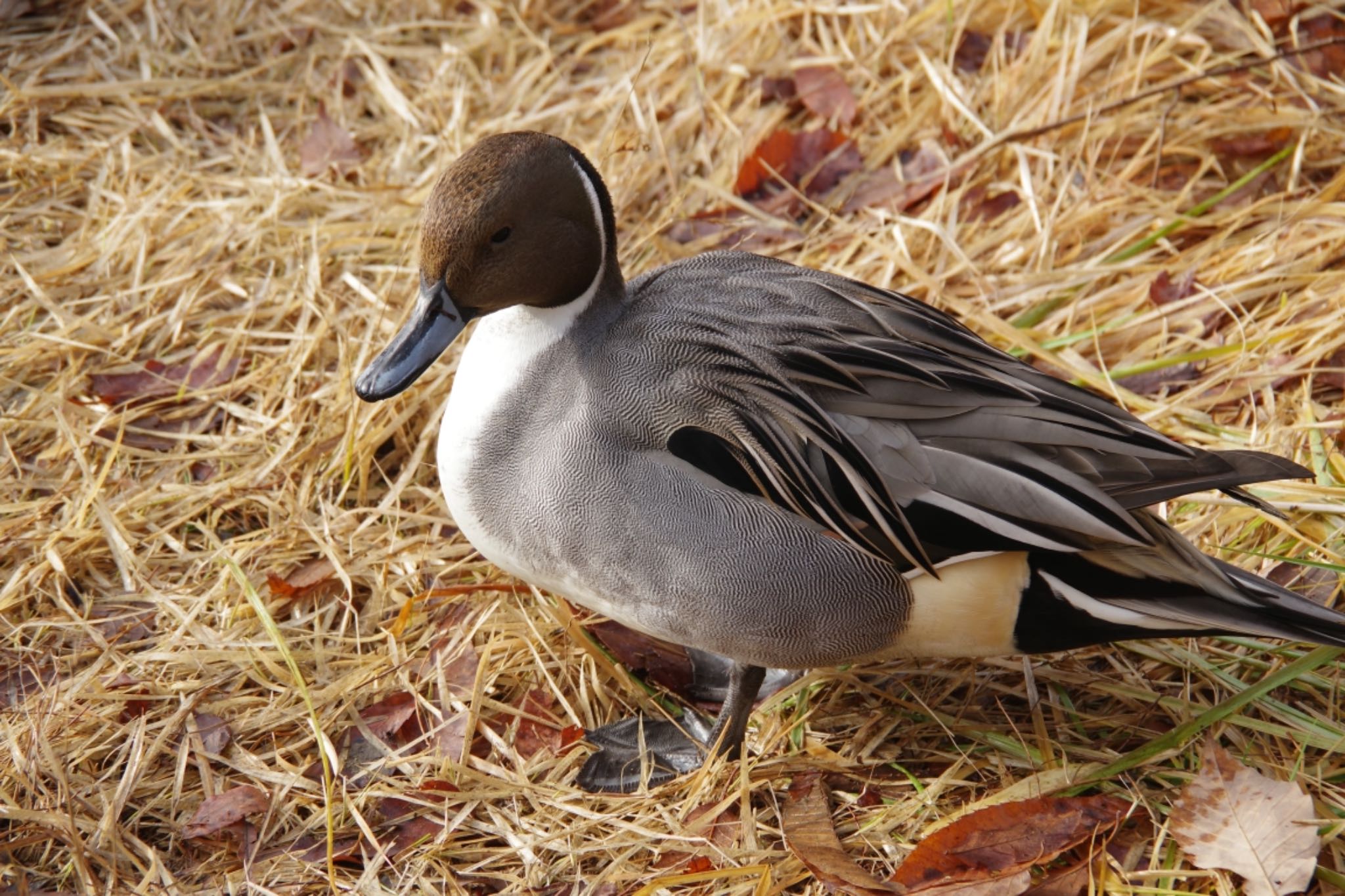 Photo of Northern Pintail at 仙台市・水の森公園 by モズもず