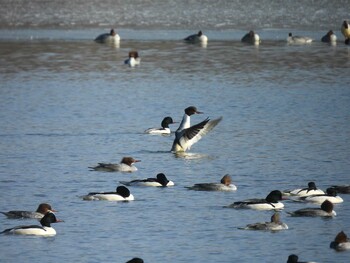 2022年1月8日(土) 頤和園(北京)の野鳥観察記録