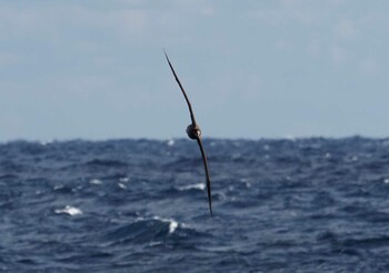 Black-footed Albatross 八丈島航路 Fri, 1/7/2022