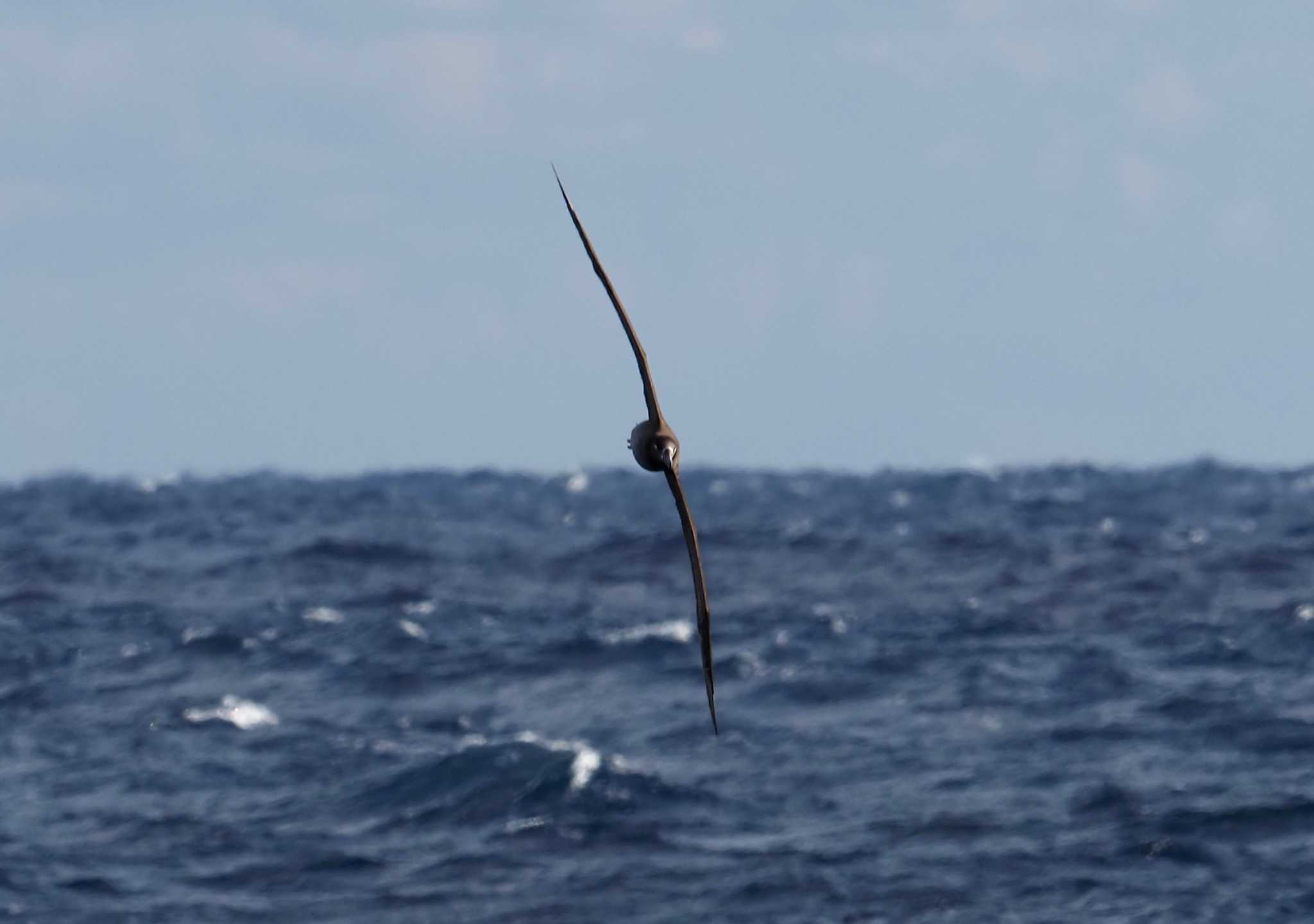 Photo of Black-footed Albatross at 八丈島航路 by シロチ