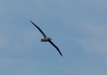 Short-tailed Albatross 八丈島航路 Fri, 1/7/2022