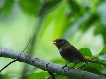 Blue-and-white Flycatcher 奥多摩 Tue, 7/11/2017