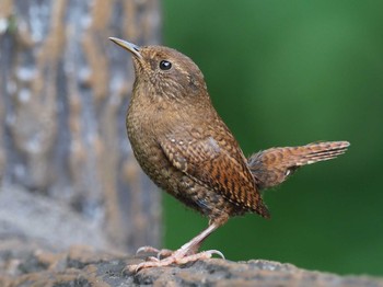 Eurasian Wren 奥多摩 Tue, 7/11/2017