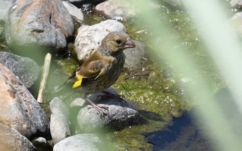 カワラヒワ 野川 2017年7月12日(水)