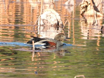 2022年1月8日(土) 服部緑地の野鳥観察記録