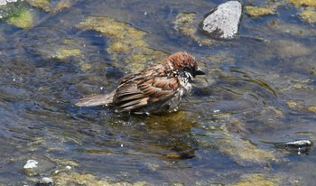 スズメ 野川 2017年7月12日(水)