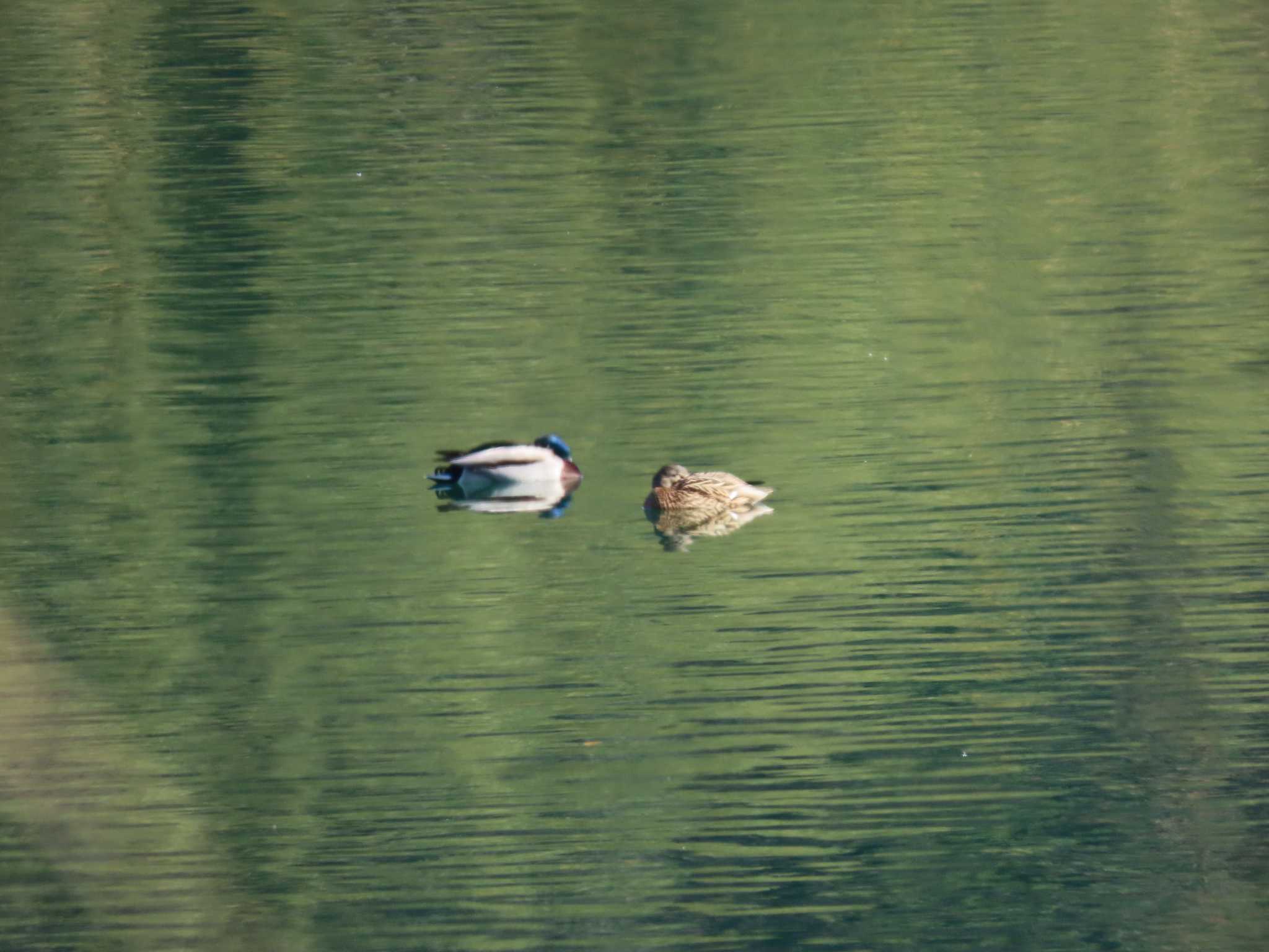 Photo of Mallard at 山村ダム by sword-fish8240