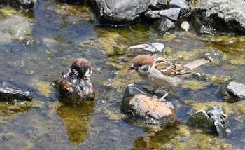 スズメ 野川 2017年7月12日(水)