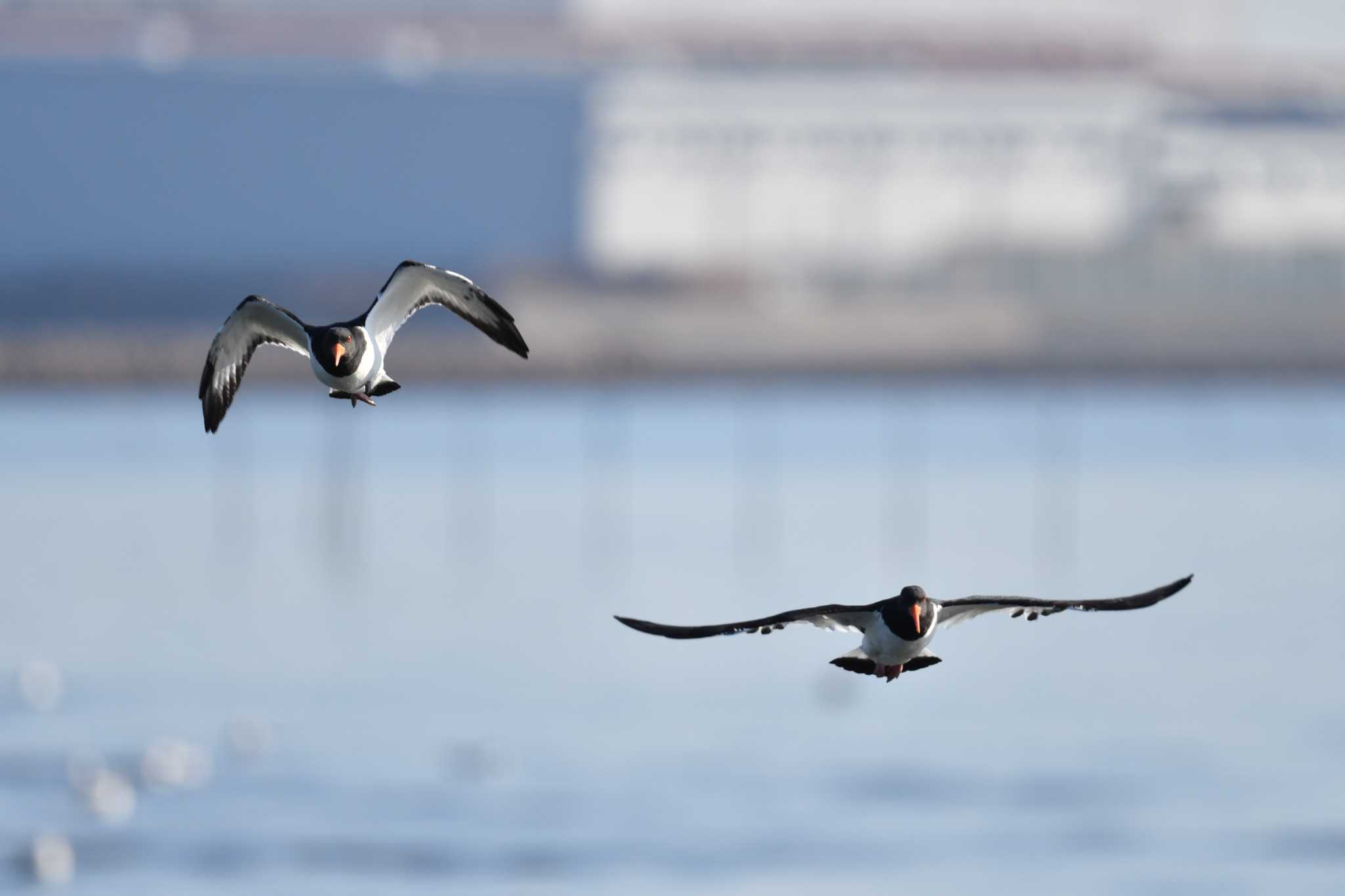 Eurasian Oystercatcher