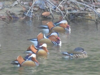 2022年1月4日(火) 広島県の野鳥観察記録