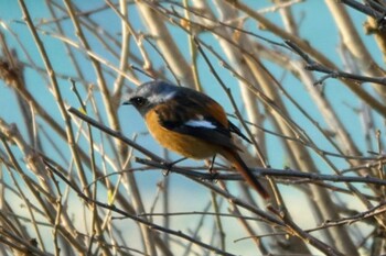 ジョウビタキ 福岡県久留米市 2022年1月2日(日)