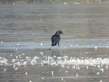 Carrion Crow 頤和園(北京) Sat, 1/8/2022