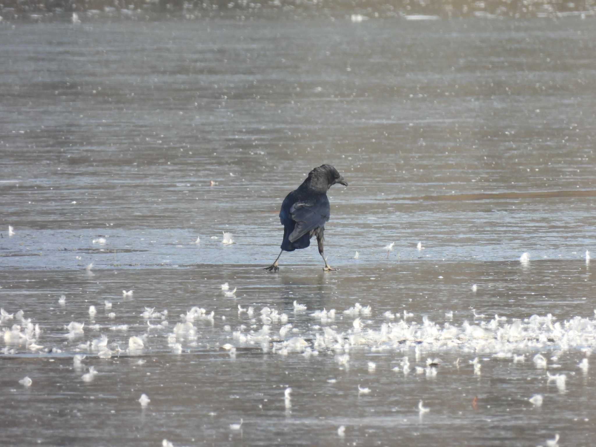 Carrion Crow