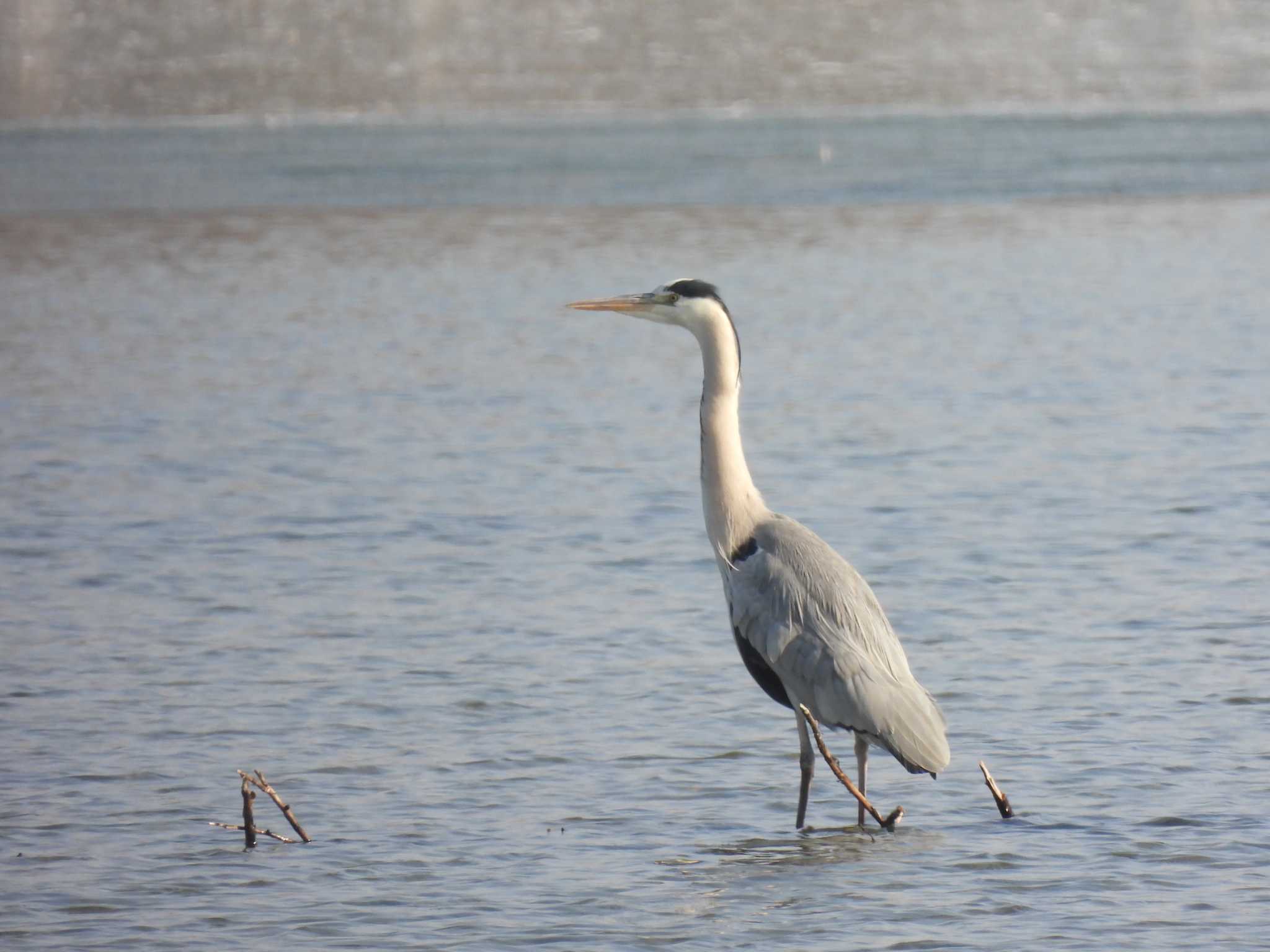 Grey Heron