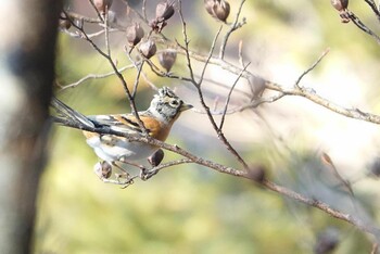 Brambling 富士パインズパーク(諏訪の森自然公園) Sat, 1/8/2022