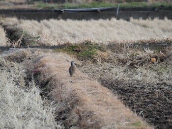 Grey-headed Lapwing 沼津市 Sat, 1/8/2022