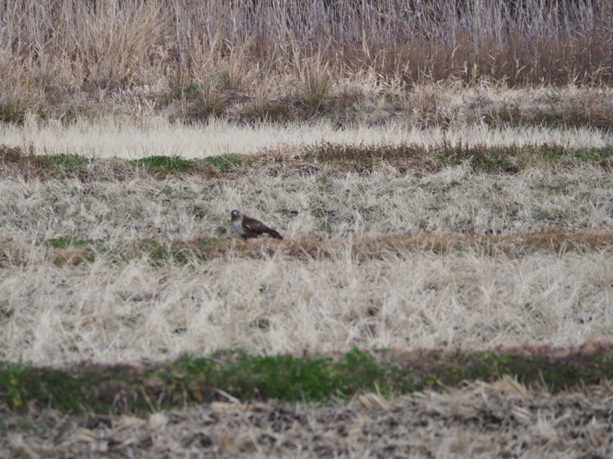 Photo of Eastern Buzzard at 沼津市 by km