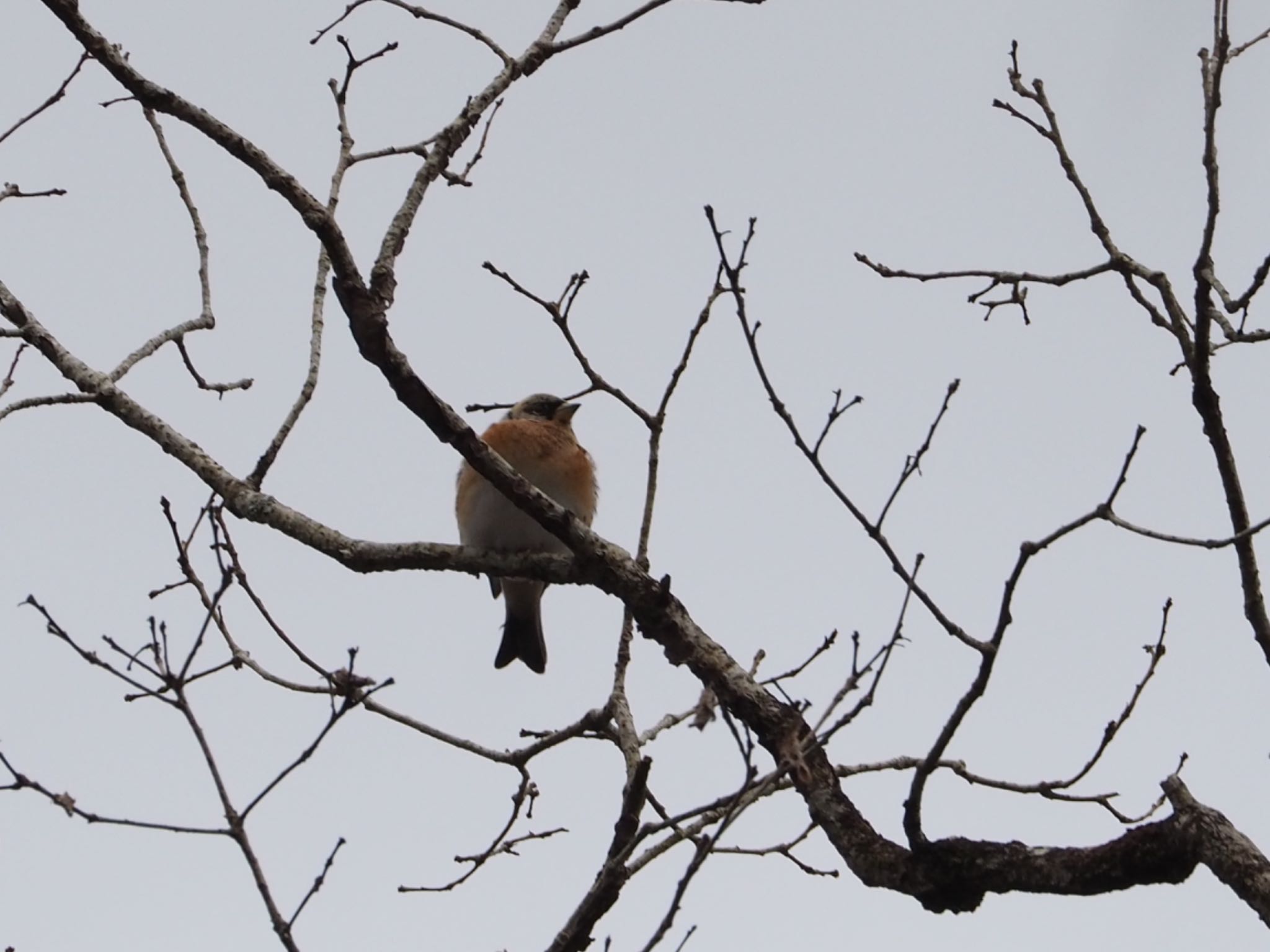 Photo of Brambling at 丸火自然公園 by km